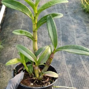 Chậu cây lan Dendro Quán Long