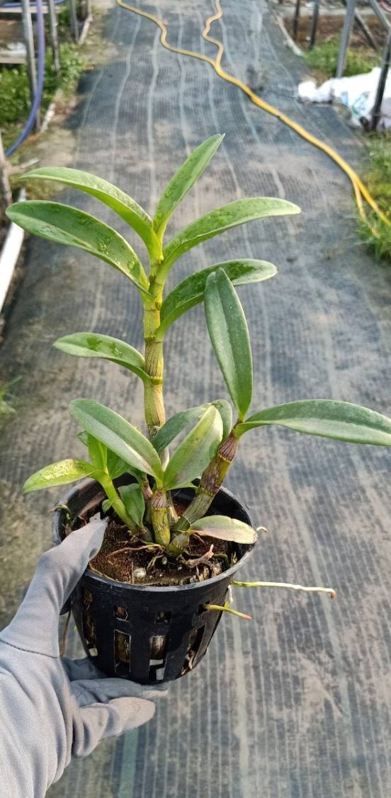 Chậu cây lan Dendro Quán Long