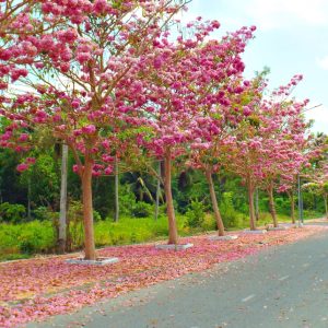 Cây giống kèn hồng, cây bóng mát, Tabebuia rosea