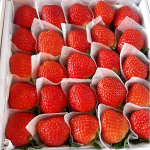 Combo 10 cây giống Dâu Tây Nhật Sachinoka cấy mô - giống chịu nhiệt trái siêu ngọt, giòn