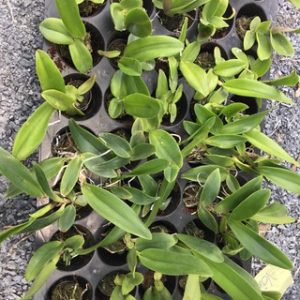 [Cây giống] Lan Cattleya TEM chuẩn màu Vàng nhập Thái - Giao cây như hình 2 - Blc Tainan Gold