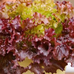 Gói 2GR hạt giống Rau Diếp Xoăn Đỏ