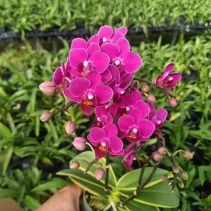 Lan Hồ điệp lá biên đột biến cây khỏe cứng cáp