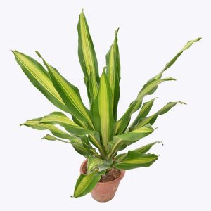 Cây giống Phát tài Đài Loan - CayGiongTot