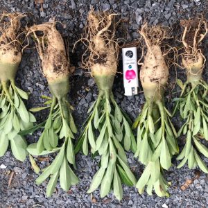 Sứ kim tự tháp 1 năm tuổi