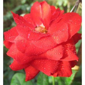 [Cây giống hoa] Hồng Lửa Sa Đéc (hồng bụi) size bầu nhỏ - CayGiongTot