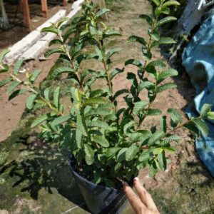 Cây giống Ổi Lá Kim - ổi sẻ (trái khi chín rất thơm ngon) - CayGiongTot