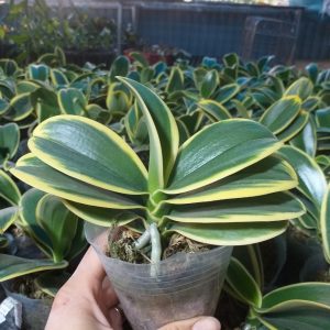 Lan Hồ điệp lá biên đột biến cây khỏe cứng cáp