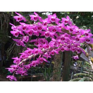 [Cây giống] Lan Giả Hạc Lai Trầm - Giống nhập Thái thân mập khỏe mạnh