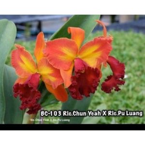 [Cây giống] Lan Cattleya TEM chuẩn màu Cam nhập Thái - Giao cây như hình 2 - BC-103 Rlc.Chun Yeah x Rlc.Pu Luang