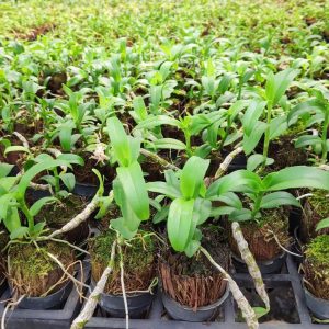 5CT HO gieo hạt - cây con năm 2 xanh sạch