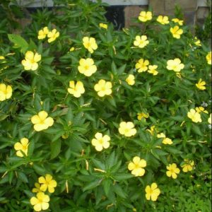 Cây giống Cây Đông hầu - Dừa vàng