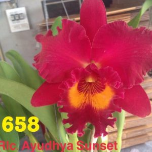 Combo 5 Cây Lan Cattleya Giống - Nhập Thái Lan