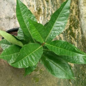 Cây giống mai xanh Thái Lan chuẩn giống