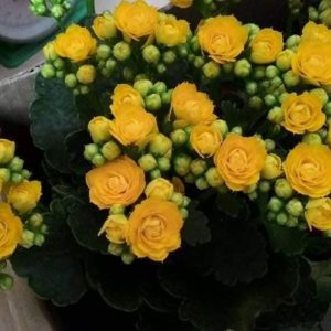 Combo 10 cây hoa Sống Đời cánh Kép giống Thái cấy mô, hoa có màu vàng và màu đỏ