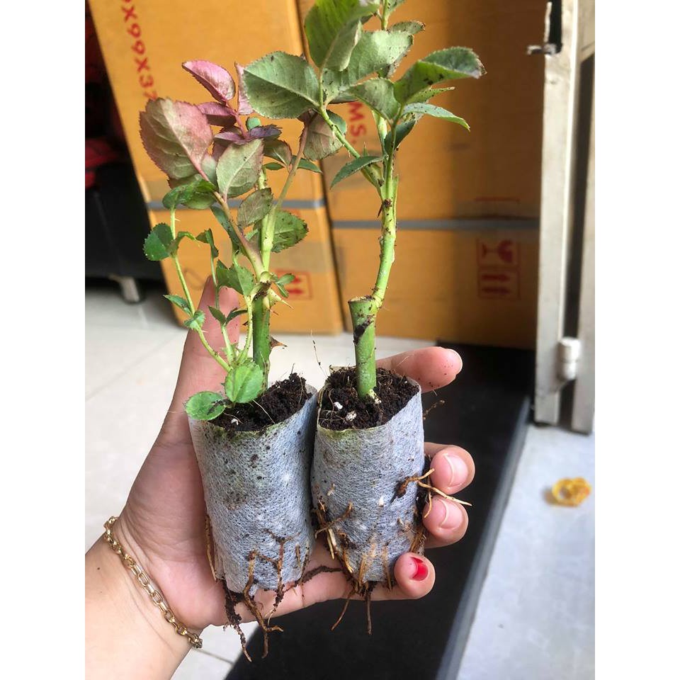 a969fcf9cf23a43d60b2ad655f854d46 Combo 10 cây giống bầu chiết hồng ngoại - bầu nhiều rễ ổn định, tỷ lệ sống cao