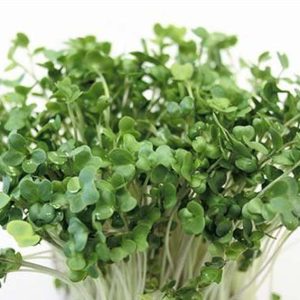 Gói 20g Hạt Giống Rau Mầm Bông Cải Xanh_ Thế Giới Rau Mầm