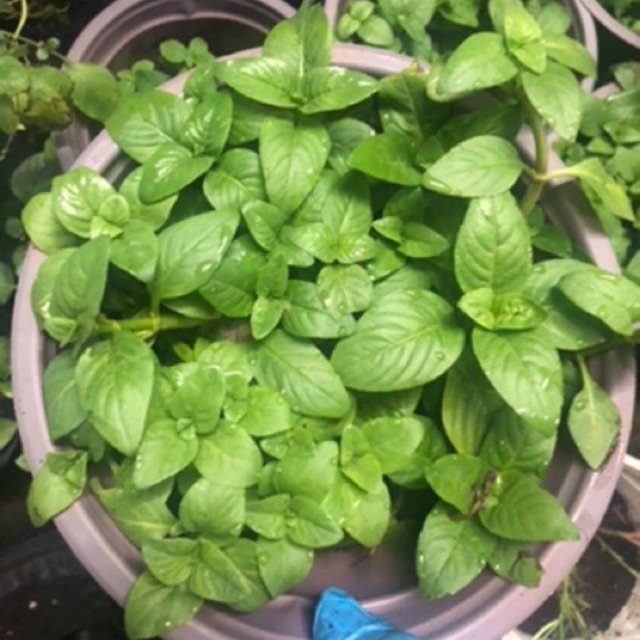 Cây quế vị- Mùi xá xị | Shopee Việt Nam