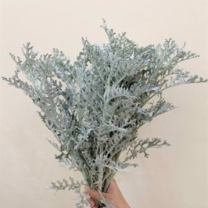 Chậu cây Cúc Lá Bạc - Cúc Ren Bạc - Silver Dust Dusty Miller