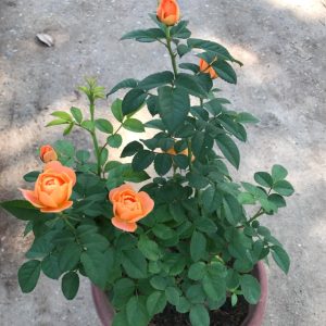 hồng ngoại tezza màu cam(siêu nụ)