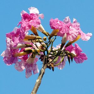 Cây giống kèn hồng, cây bóng mát, Tabebuia rosea