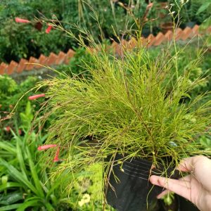 Cây liễu hoa đỏ - cây kiểng dễ chăm dế sống