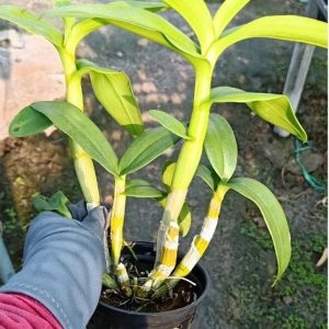 Chậu cây lan Dendro màu vàng pha cam