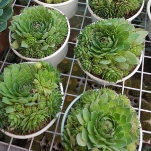 Cây sen đá phật bà mang lại may mắn cho gia chủ.