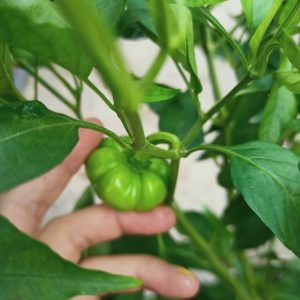 Cây ớt bí ngô đang trái - Pumpkin pepper