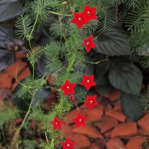 Chậu cây dây leo tóc tiên, dây leo giàn, hoa sao leo, Ipomoea quamoclit L