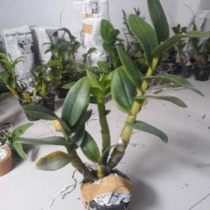 Dendro Nắng Hoàng Long - Cây tơ sắp hoa