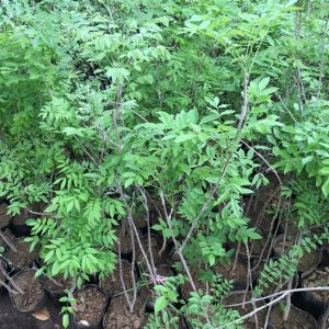 Tử đằng thân gỗ cao 50-80cm