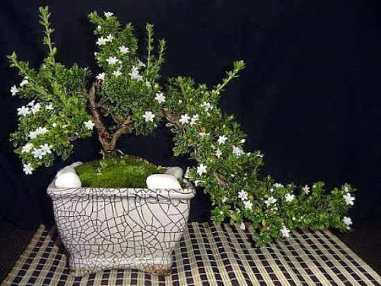 Chậu cây giống Bạch Tuyết Mai dáng bonsai