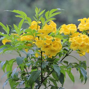 Gói 0.4gr hạt giống hoa Huỳnh Liên