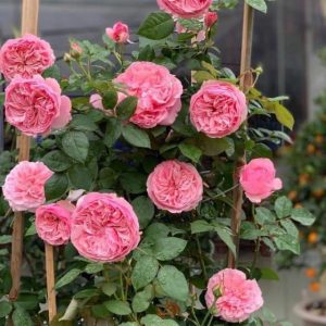 Cây giống hoa Hồng ngoại Carey (hồng bụi) size chậu C10 - CayGiongTot