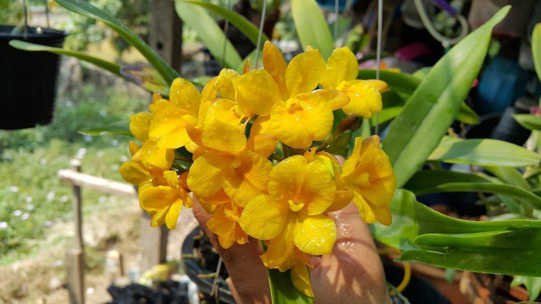 Lan Cattleya Vàng WHY NOT Bông Chùm - Giống nhập Thái 1 Bảng Nhiều Thân