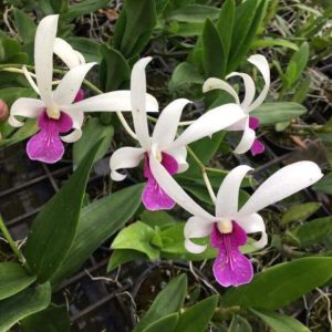 Cây Lan Dendro Nắng Thơm Bà Liễu - Cây to sắp hoa - giao cây to như hình