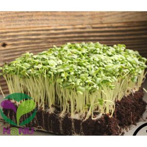 [HCM]Gói 20gr Hạt giống rau mầm Cải Bẹ Xanh - Thế Giới Rau Mầm