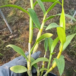 Chậu cây Lan Dendro nắng Alba xưa - Giao cây trưởng thành