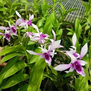 Chậu cây Lan Dendro nắng Alba xưa - Giao cây trưởng thành