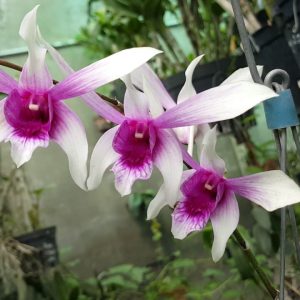 Chậu cây Lan Dendro nắng Alba xưa - Giao cây trưởng thành