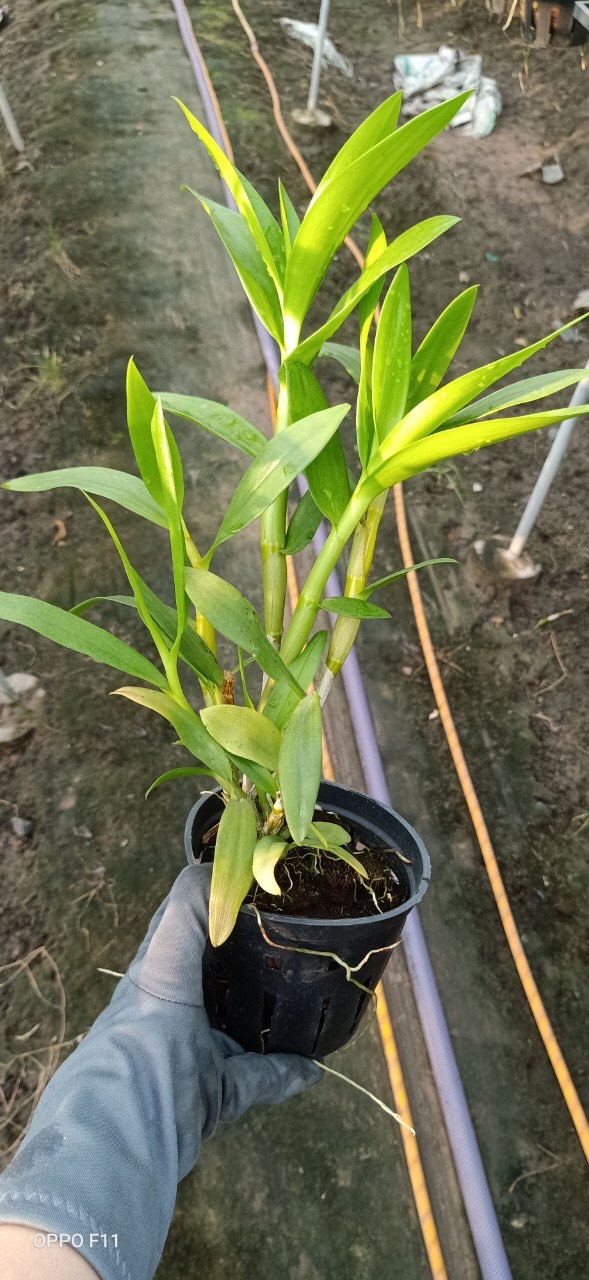 Chậu cây Lan Dendro nắng Alba xưa - Giao cây trưởng thành