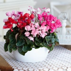 Gói 0.1g hoa anh thảo nhiều màu F1