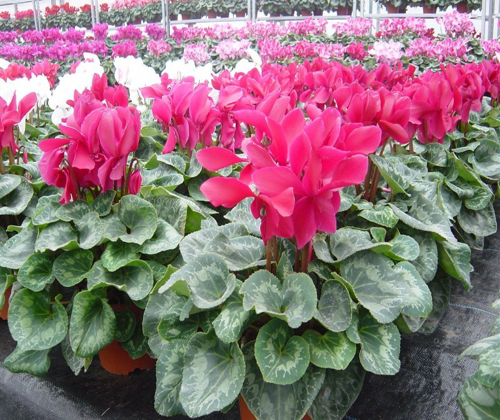 Gói 0.1g hoa anh thảo nhiều màu F1