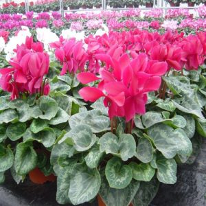 Gói 0.1g hoa anh thảo nhiều màu F1