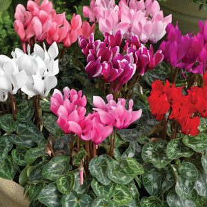 Gói 0.1g hoa anh thảo nhiều màu F1