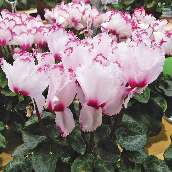 Gói 0.1g hoa anh thảo nhiều màu F1