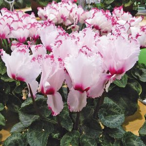 Gói 0.1g hoa anh thảo nhiều màu F1