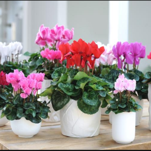 Gói 0.1g hoa anh thảo nhiều màu F1