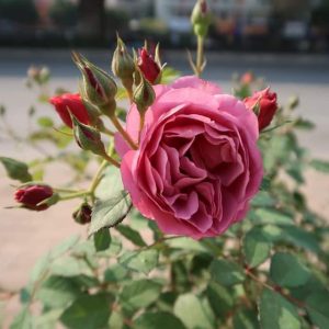 [Cây giống hoa] Hồng Nhật Bản Aoi (hồng bụi) size chậu C10 - CayGiongTot